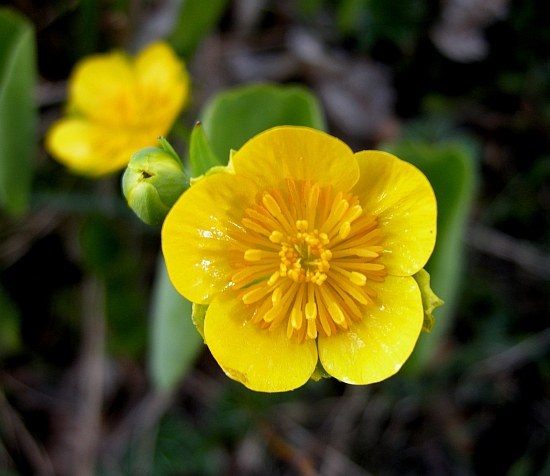 Ranunculus thora / Ranuncolo erba-tora